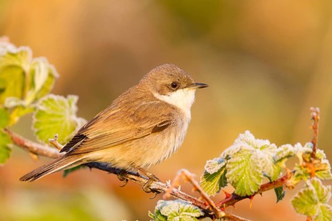 Lesser Whitethroat (Sylvia curruca), Baden-Wuerttemberg, Germany