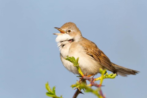 Common Whitethroat (Sylvia communis) singing, Baden-Wuerttemberg, Germany