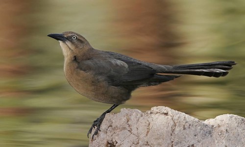 Great-tailed Grackle (Quiscalus mexicanus) female, Arizona, USA