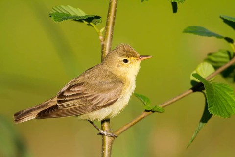 Icterine Warbler (Hippolais icterina), Baden-Wuerttemberg, Germany