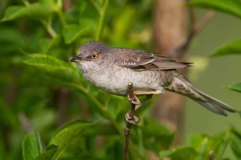 Barred Warbler (Sylvia nisoria), Hungary