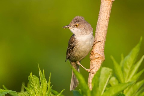 Barred Warbler (Sylvia nisoria), Hungary
