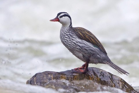 Torrent Duck (Merganetta armata) male, Ecuador