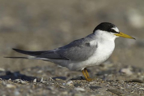 Little Tern (Sternula albifrons), Andalusia, Spain