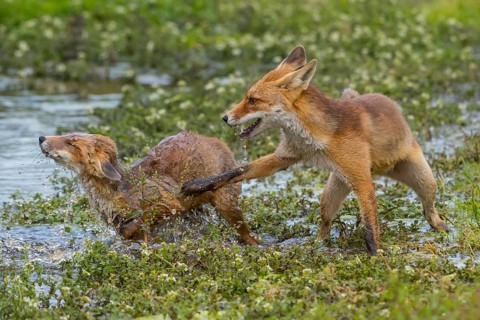 Red Fox (Vulpes vulpes) two young fighting and playing in pond, Netherlands