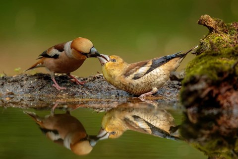 Appelvink man voert jong, Hawfinch male feeding juvenile