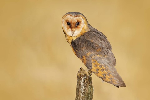Barn owl on tree stump at the evening. Beautiful bird in nature habitat. Wildlife scene from nature