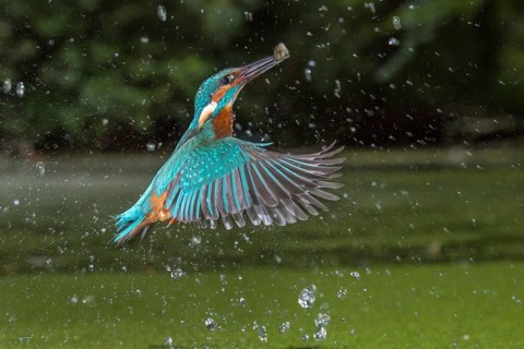 Common Kingfisher (Alcedo atthis) male fishing, Lower Saxony, Germany