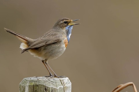 Bluethroat (Luscinia svecica cyanecula) male singing, perched on a pale, North Rhine-Westphalia,