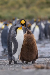 King Penguin (Aptenodytes patagonicus) feeding young, South Georgia