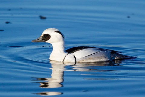 Smew (Mergellus albellus) male, Netherlands