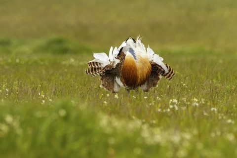 Great Bustard (Otis tarda) male, Castile-La Mancha, Spain