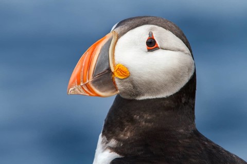 Atlantic Puffin (Fratercula arctica) adult portrait, Farne Islands, United Kingdom