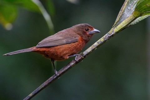 Silver-beaked Tanager (Ramphocelus carbo) perched on a branch in the Amazon in Peru
