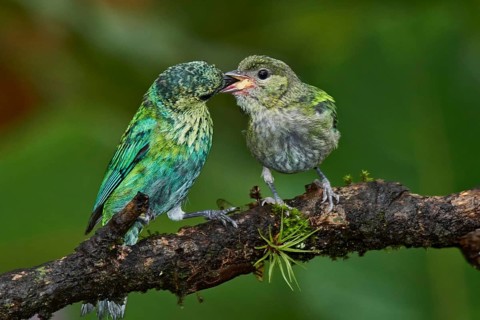 Black-capped Tanager (Tangara heinei) female feeding chick, Ecuador
