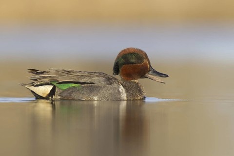 Green-winged Teal (Anas carolinensis) male, Alaska, USA