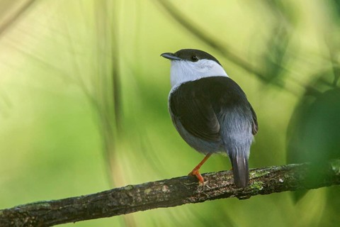White-bearded Manakin (Manacus manacus) perched on a branch in the Atlantic rainforest of southeast