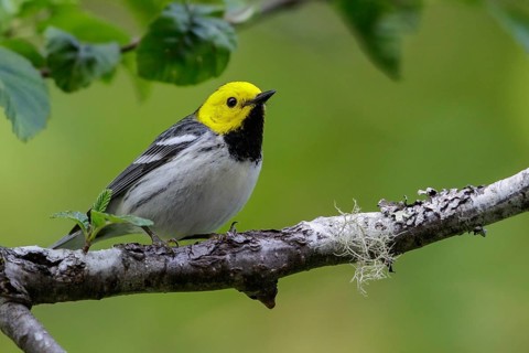 Hermit Warbler (Setophaga occidentalis) perched on a branch in Washington State, USA