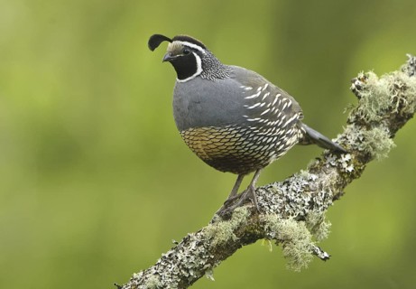 California Quail (Callipepla californica) male, Canada