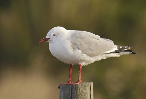 Silver Gull (Chroicocephalus novaehollandiae scopulinus), New Zealand