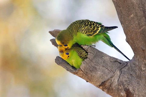 Budgerigar (Melopsittacus undulatus), Queensland, Australia