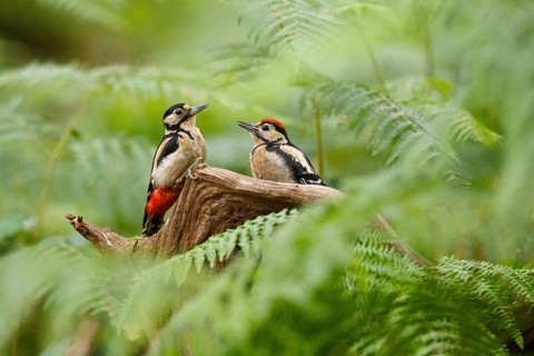 Great Spotted Woodpecker (Dendrocopos major) female with juvenile, Asturias, Spain