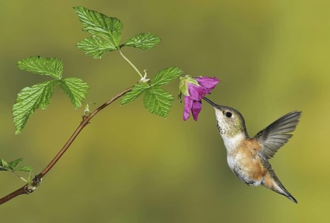Rufous Hummingbird (Selasphorus rufus) female, British Columbia, Canada