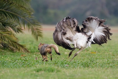 Greater Rhea (Rhea americana) chasing Pampas Fox (Lycalopex gymnocercus) away, Corrientes,
