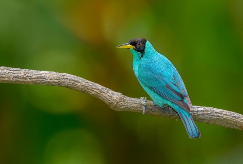 Male Green Honeycreeper (Chlorophanes spiza) - at Laguna Lagarto Lodge near Boca Tapada, Costa Rica