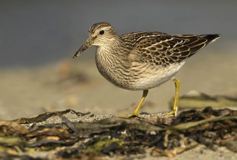 Pectoral Sandpiper (Calidris melanotos), British Columbia, Canada
