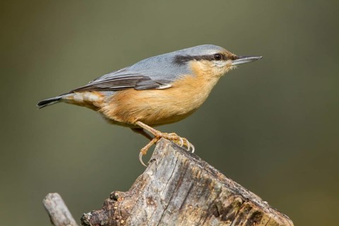 Eurasian Nuthatch (Sitta europaea), perched on a tree, Castilla Leon, Spain