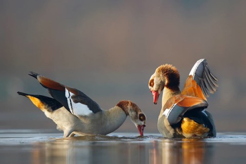 Egyptian Goose (Alopochen aegyptiaca) pair, North Rhine-Westphalia, Germany