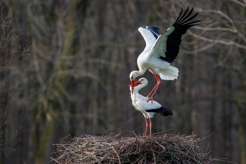 White Stork (Ciconia ciconia) pair mating, North Rhine-Westphalia, Germany