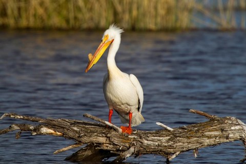 American White Pelican Pelecanus erythrorhynchos Lower Klamath Lake National Widlife Refuge,