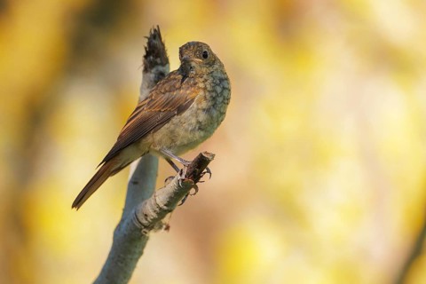 Thrush Nightingale (Luscinia luscinia) juvenile, Danube-Delta, Romania