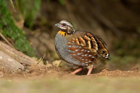 Rufous-throated Partridge (Arborophila rufogularis), Yunnan, China