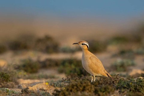 Cream-colored Courser (Cursorius cursor), Fuerteventura, Spain