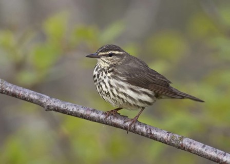 Northern Waterthrush (Parkesia noveboracensis), Michigan, USA