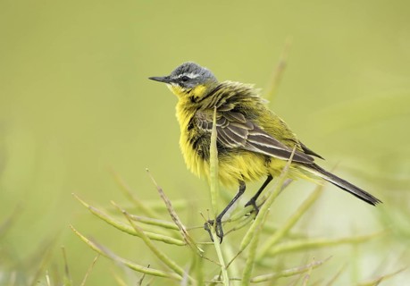 Western Yellow Wagtail (Motacilla flava), Schleswig-Holstein, Germany
