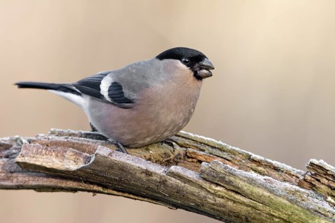 Eurasian Bullfinch (Pyrrhula pyrrhula) female, Saxony-Anhalt, Germany