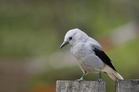 Pine Jay (Nucifraga columbiana), Banff National Park, Alberta, Canada