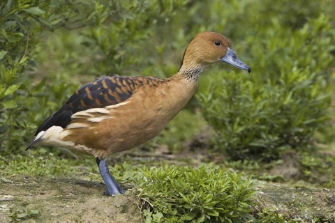 Fulvous Whistling Duck (Dendrocygna bicolor), Texas, USA