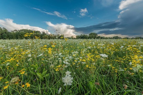 Colourful wildflowers spread across a green meadow on a sunny afternoon. The sky shows contrasting