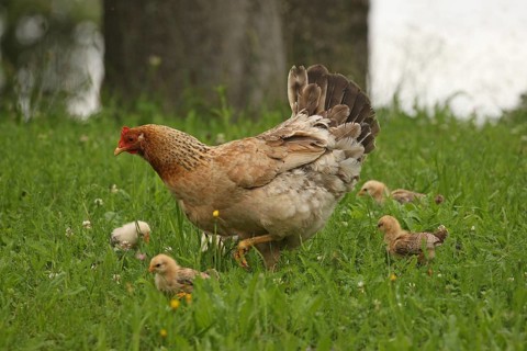 Domestic chicken with a few days old young ones looking for food in a meadow, free-range, organic