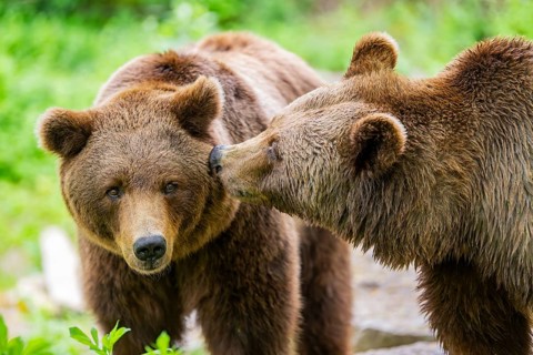 Portrait of two Brown bears (Ursus arctos), kissing in a forest, Bavaria, Germany