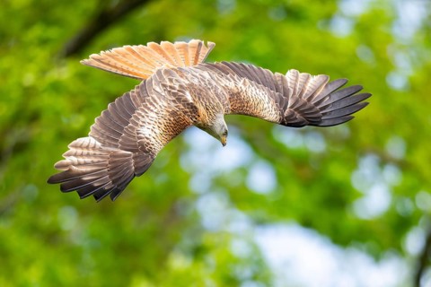 Red kite (Milvus milvus) flying in a forest in early summer, Bavaria, Germany