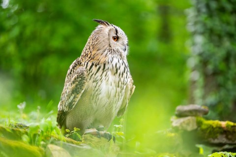 Western Siberian eagle-owl (Bubo bubo sibiricus) sitting, captive, Bavaria, Germany