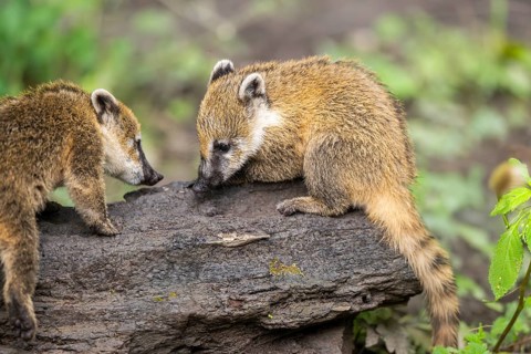 South American coati (Nasua nasua) youngster on the ground, captive, Zoo Augsburg