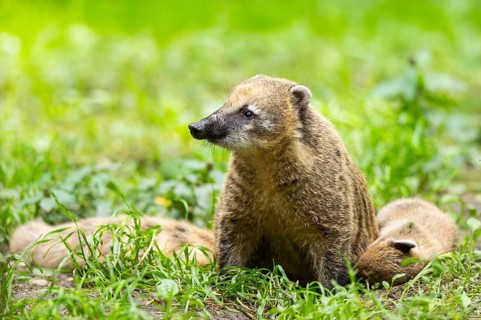 South American coati (Nasua nasua) sitting on the ground, captive, Zoo Augsburg