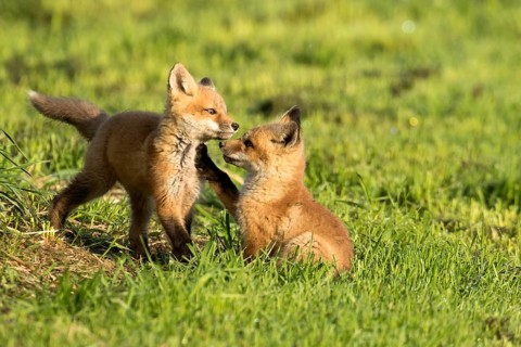 Red fox (vulpes vulpes), fox cubs playing together, Province of Quebec, Canada, North America